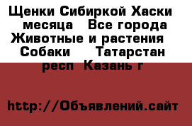 Щенки Сибиркой Хаски 2 месяца - Все города Животные и растения » Собаки   . Татарстан респ.,Казань г.
